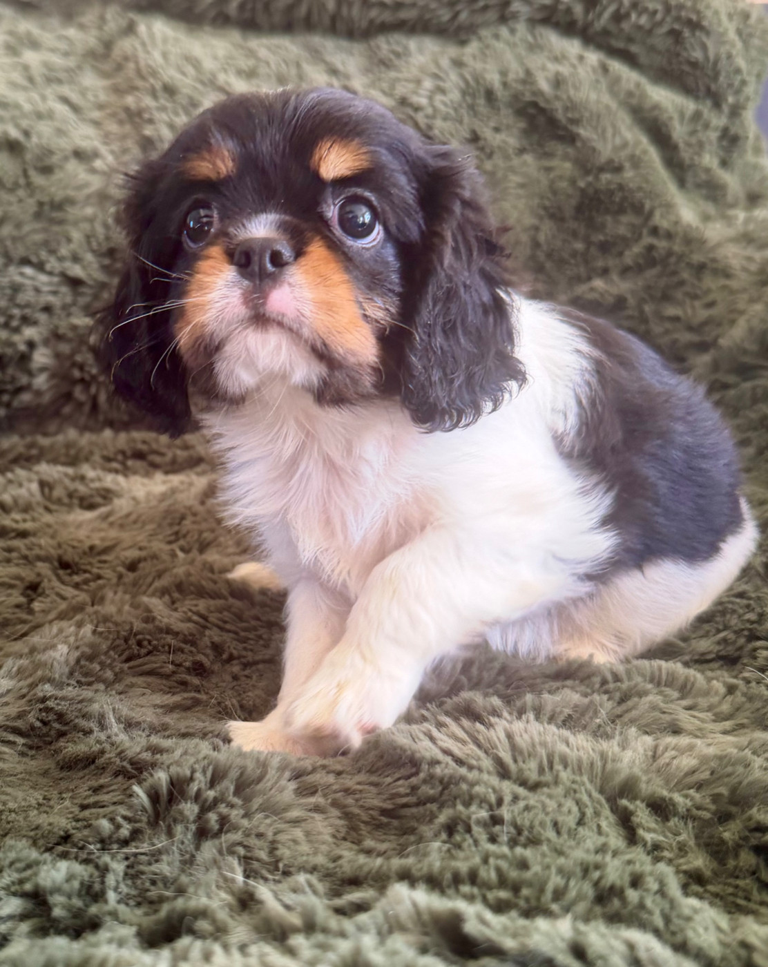Arnaud Jacques - Chiots disponibles - Cavalier King Charles Spaniel