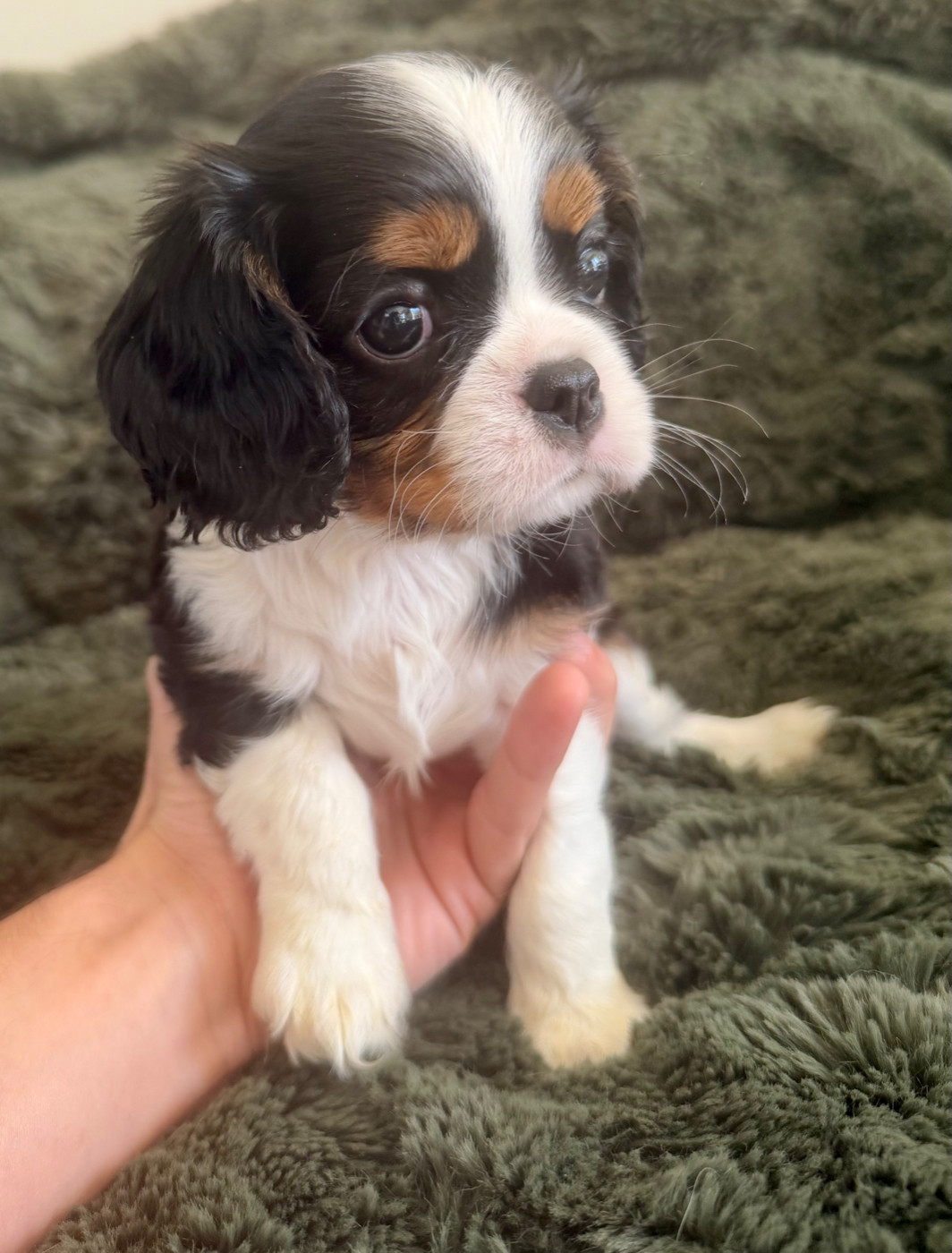 Arnaud Jacques - Chiots disponibles - Cavalier King Charles Spaniel