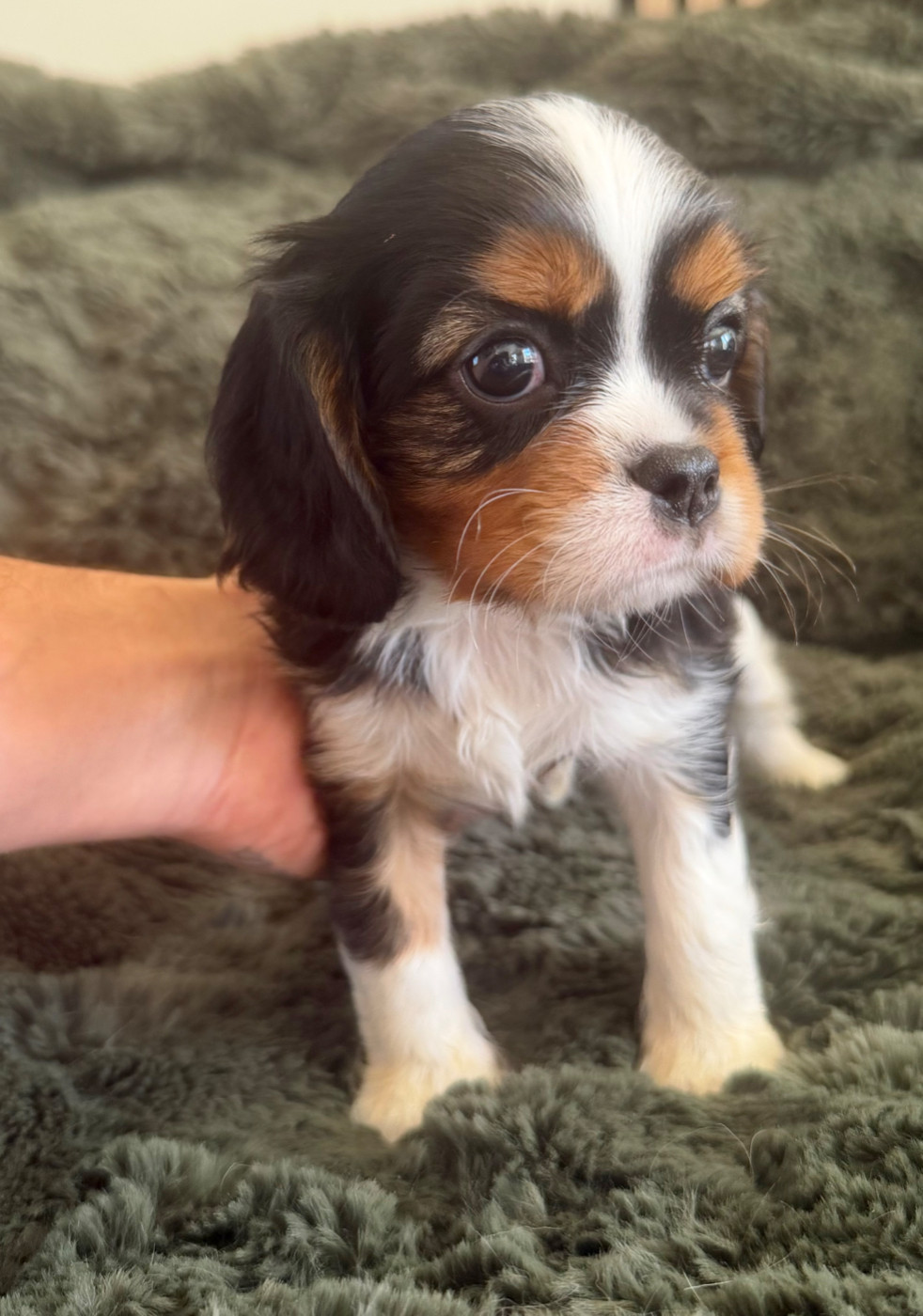 Arnaud Jacques - Chiots disponibles - Cavalier King Charles Spaniel